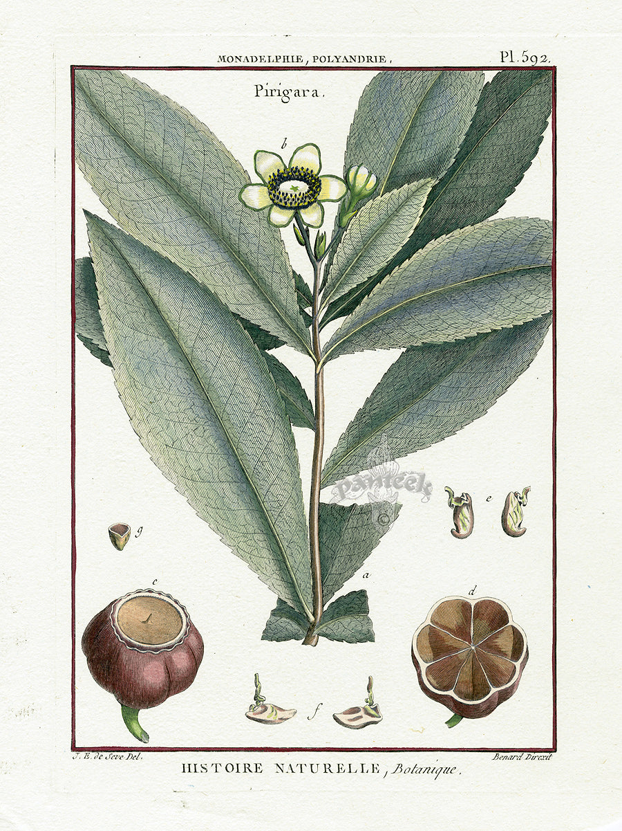 Lamarck Botanical Tree Prints Pirigara