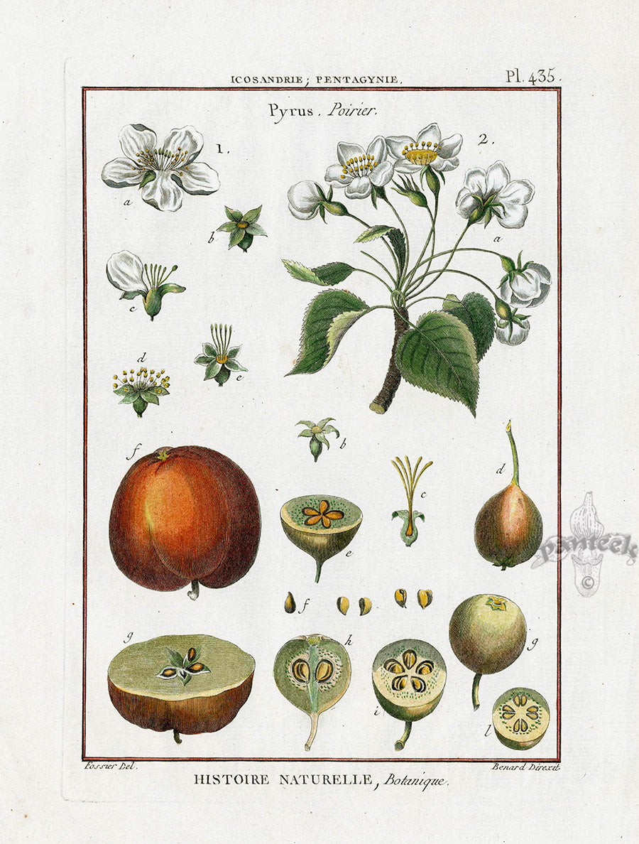 Lamarck Botanical Tree Prints Pyrus
