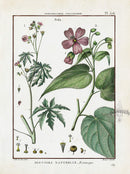 Lamarck Botanical Tree Prints Sida - Panteek Antique Prints