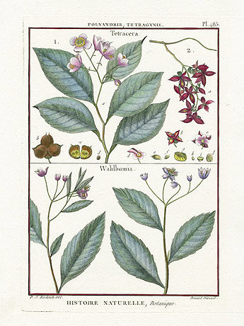 Lamarck Botanical Tree Prints Tetracera, Wahlbomia