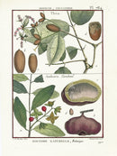 Lamarck Botanical Tree Prints Thoa, Ambora - Panteek Antique Prints