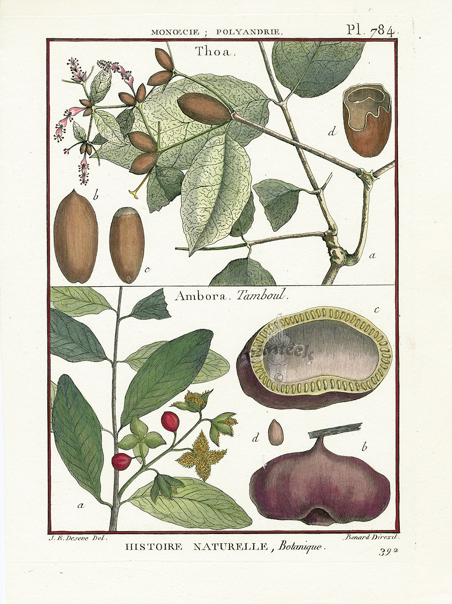 Lamarck Botanical Tree Prints Thoa, Ambora
