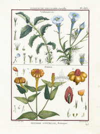 Lamarck Botanical Tree Prints Vildenovia, Zinnia - Panteek Antique Prints