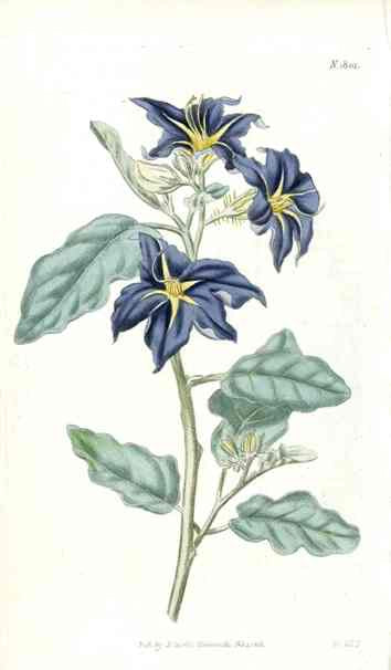 Lambert's Nightshade Curtis Carnivorous Botanical