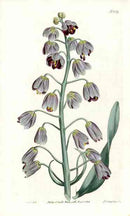 Largest Persian Frilillaria Curtis Carnivorous Botanical - Panteek Antique Prints