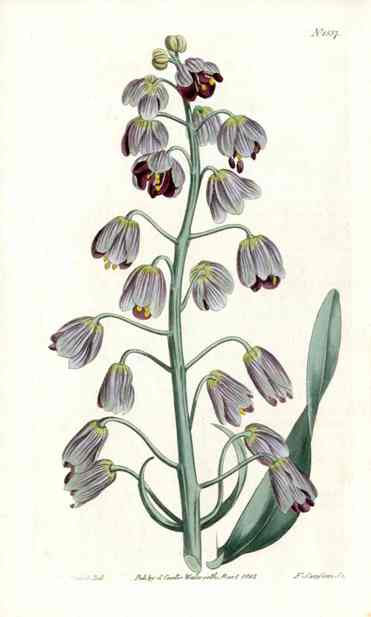 Largest Persian Frilillaria Curtis Carnivorous Botanical