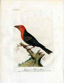 Latham Synopsis Birds 1781 Abyssinian Plant Cutter - Panteek Antique Prints