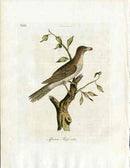 Latham Synopsis Birds 1781 African Beef-eater - Panteek Antique Prints