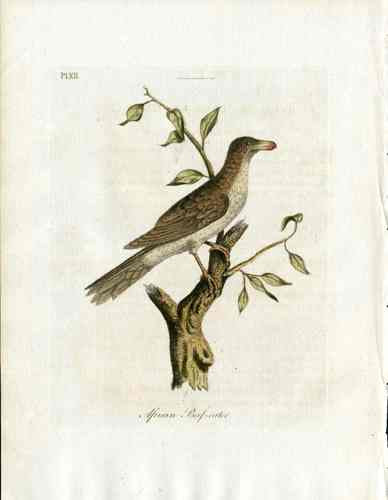 Latham Synopsis Birds 1781 African Beef-eater