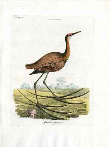 Latham Synopsis Birds 1781 African Jacamar