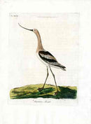 Latham Synopsis Birds 1781 American Avocet - Panteek Antique Prints
