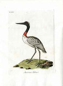 Latham Synopsis Birds 1781 American Jabiru - Panteek Antique Prints