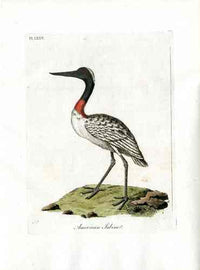 Latham Synopsis Birds 1781 American Jabiru - Panteek Antique Prints