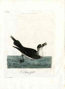 Latham Synopsis Birds 1781 Artic Gull - Panteek Antique Prints