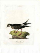 Latham Synopsis Birds 1781 Austrian Pratincole - Panteek Antique Prints