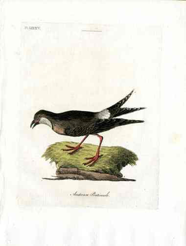 Latham Synopsis Birds 1781 Austrian Pratincole