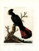 Latham Synopsis Birds 1781 Bankian Cockatoo - Panteek Antique Prints