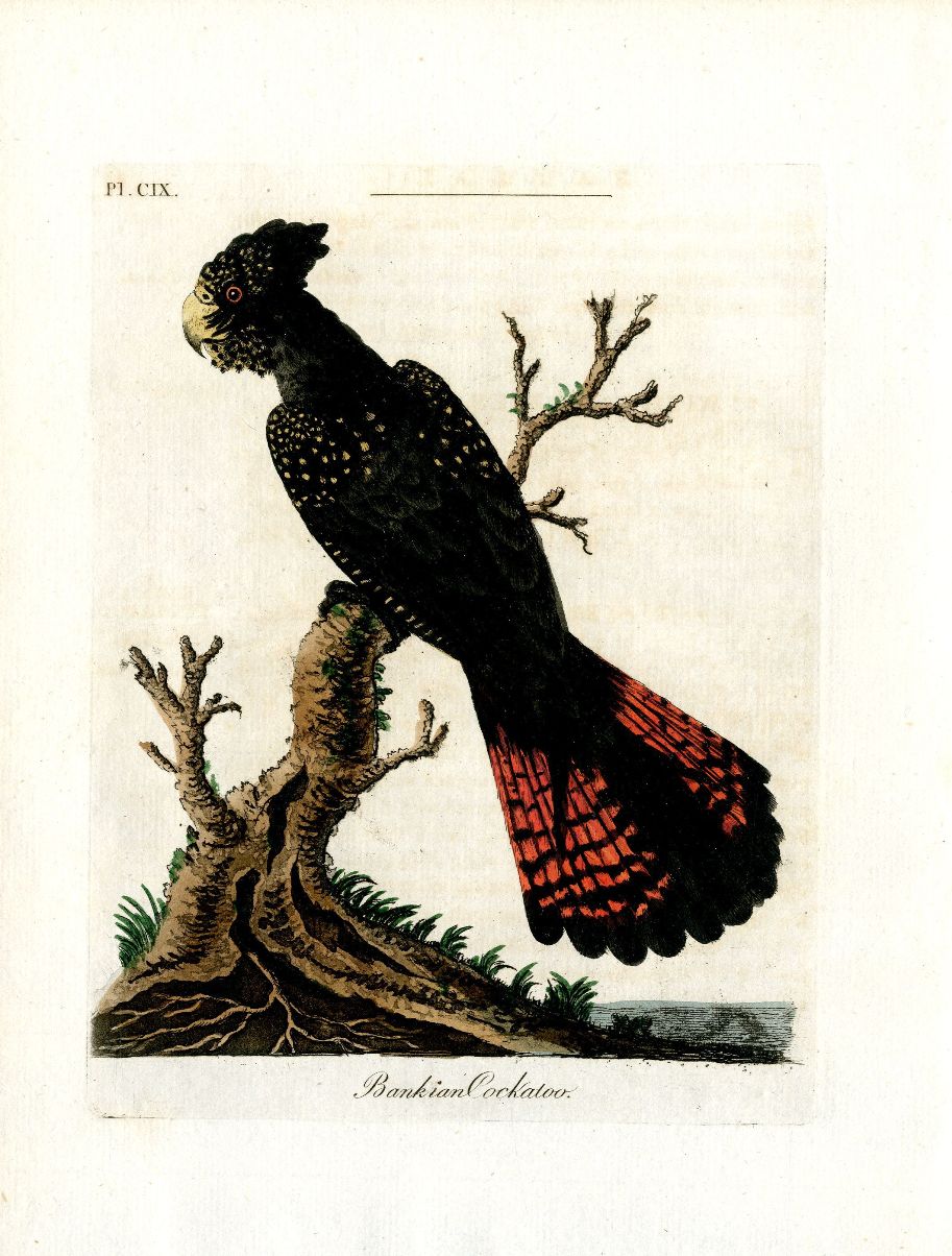 Latham Synopsis Birds 1781 Bankian Cockatoo