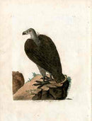 Latham Synopsis Birds 1781 Bengal Vulture - Panteek Antique Prints
