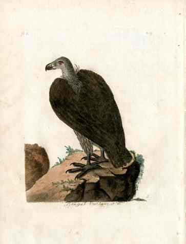 Latham Synopsis Birds 1781 Bengal Vulture