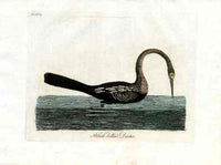 Latham Synopsis Birds 1781 Black Bellied Darter - Panteek Antique Prints