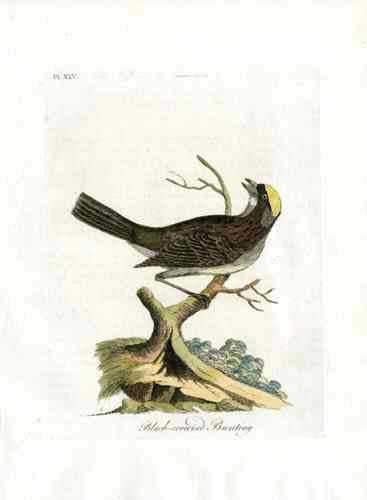 Latham Synopsis Birds 1781 Black Crowned Bunting
