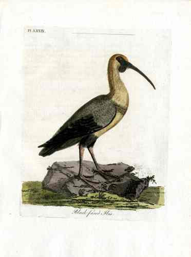 Latham Synopsis Birds 1781 Black Faced Ibis