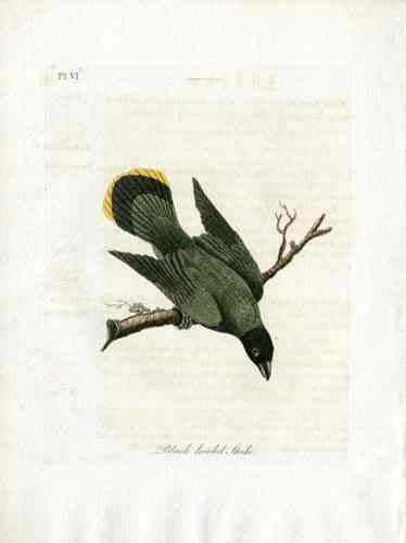 Latham Synopsis Birds 1781 Black headed Shrike
