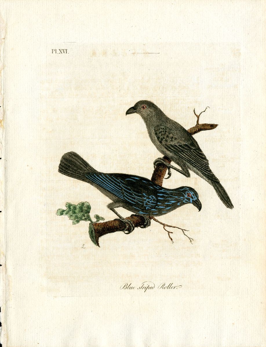 Latham Synopsis Birds 1781 Black Striped Roller