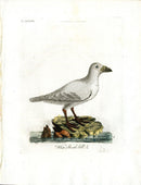 Latham Synopsis Birds 1781 Black Striped Roller - Panteek Antique Prints