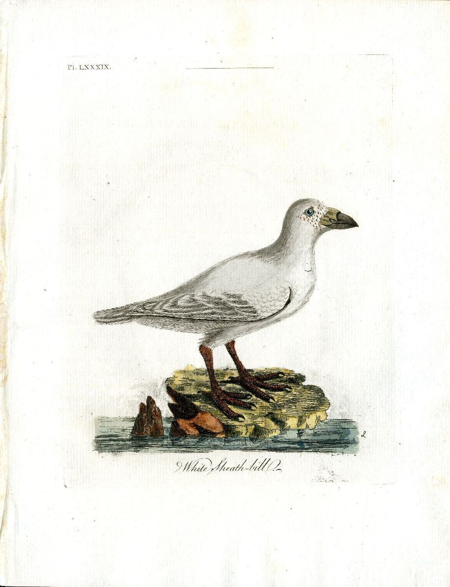 Latham Synopsis Birds 1781 Black Striped Roller