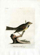 Latham Synopsis Birds 1781 Black Throated Bunting - Panteek Antique Prints