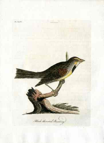 Latham Synopsis Birds 1781 Black Throated Bunting