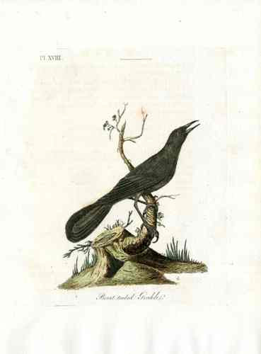 Latham Synopsis Birds 1781 Boat tailed Grakle