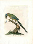Latham Synopsis Birds 1781 Brazilian Motmot - Panteek Antique Prints