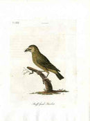 Latham Synopsis Birds 1781 Buff-faced Barbet - Panteek Antique Prints