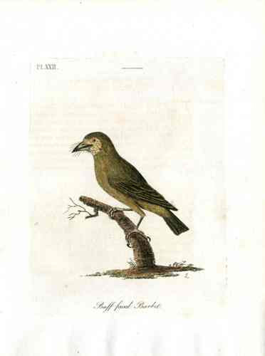 Latham Synopsis Birds 1781 Buff-faced Barbet