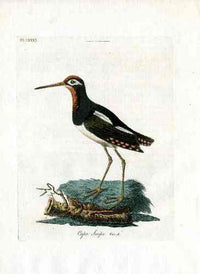Latham Synopsis Birds 1781 Cape Snipe - Panteek Antique Prints