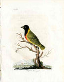 Latham Synopsis Birds 1781 Capital Tanager - Panteek Antique Prints