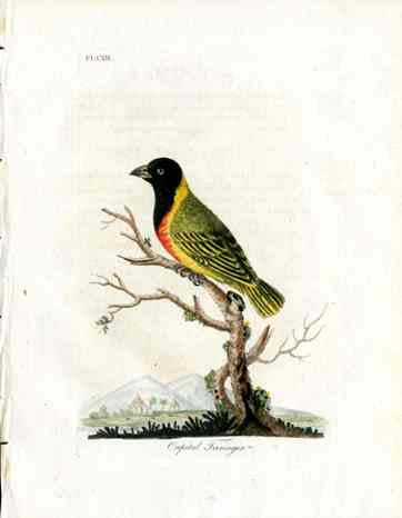 Latham Synopsis Birds 1781 Capital Tanager