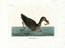 Latham Synopsis Birds 1781 Chinese Diver - Panteek Antique Prints