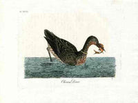 Latham Synopsis Birds 1781 Chinese Diver - Panteek Antique Prints
