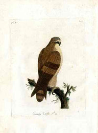 Latham Synopsis Birds 1781 Chinese Eagle - Panteek Antique Prints