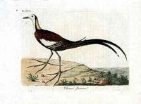 Latham Synopsis Birds 1781 Chinese Jaconda - Panteek Antique Prints