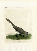 Latham Synopsis Birds 1781 Cinerous Wattle Bird - Panteek Antique Prints