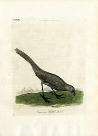 Latham Synopsis Birds 1781 Cinerous Wattle Bird - Panteek Antique Prints