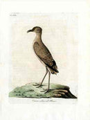 Latham Synopsis Birds 1781 Cream Colored Plover - Panteek Antique Prints