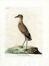 Latham Synopsis Birds 1781 Cream Colored Plover - Panteek Antique Prints
