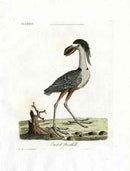 Latham Synopsis Birds 1781 Crested Boatbill - Panteek Antique Prints