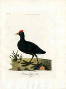 Latham Synopsis Birds 1781 Crested Coot - Panteek Antique Prints